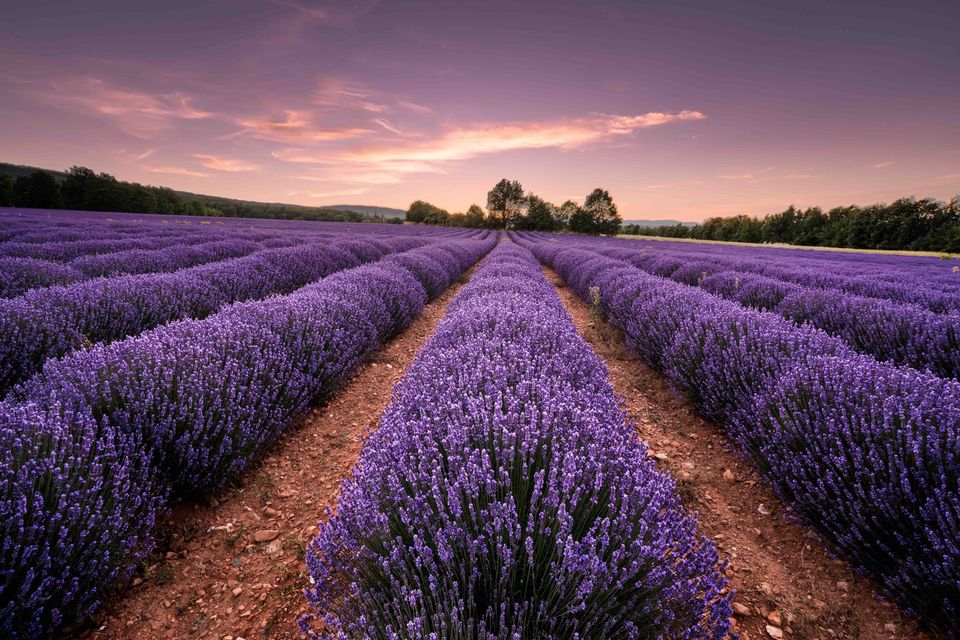 Lavender Tallow Balm