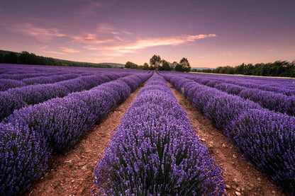 Lavender Tallow Balm